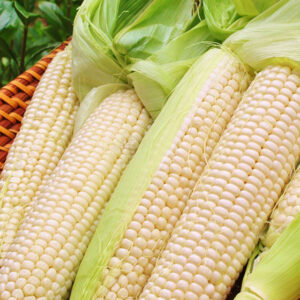 Buy White Corn